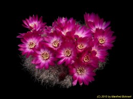 Sulcorebutia tarabucoensis ssp. hertusii JD330-2 2041